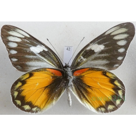 Delias zebuda Hewitson, 1862 male reverse Indonesia, Sulawesi42